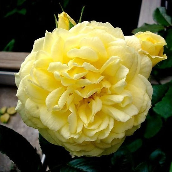 Anny Duperey Yellow Rose Flowering Grafted Live Plant with Flower