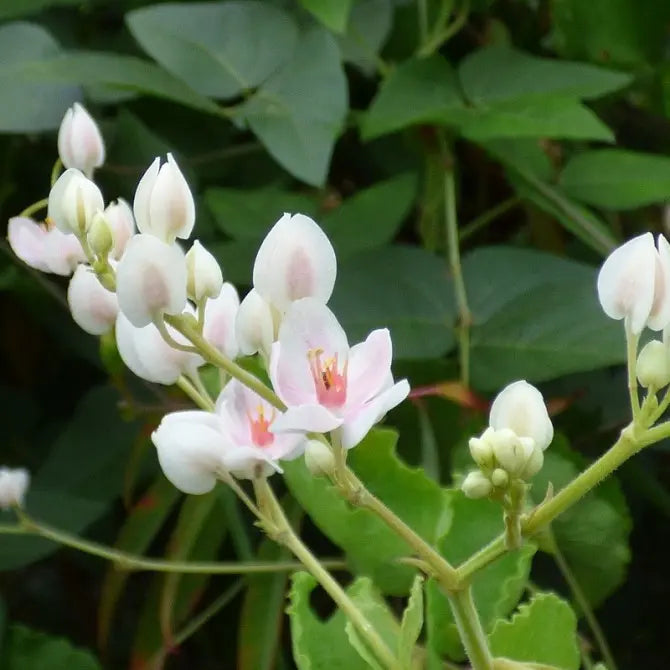 White Coral Vine (Antigonon leptopus &