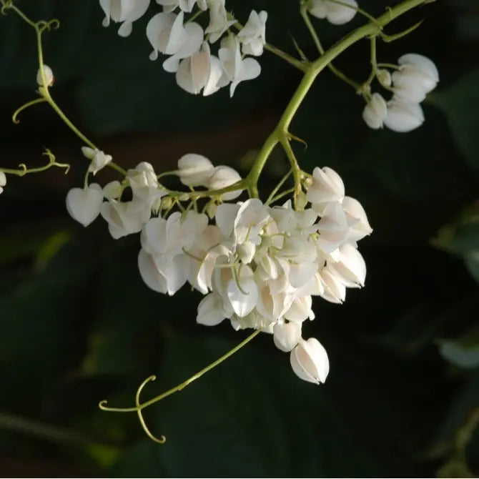 White Coral Vine (Antigonon leptopus &