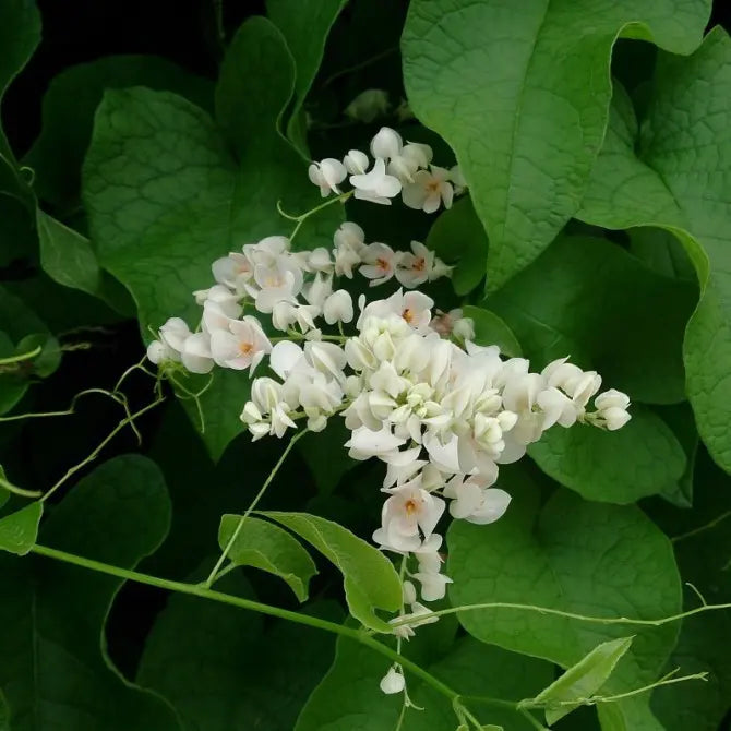 White Coral Vine (Antigonon leptopus &