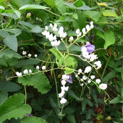 White Coral Vine (Antigonon leptopus &