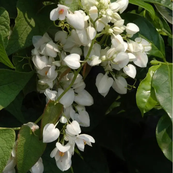 Cherry Blossom (Prunus serrulata) Rare Live Plant