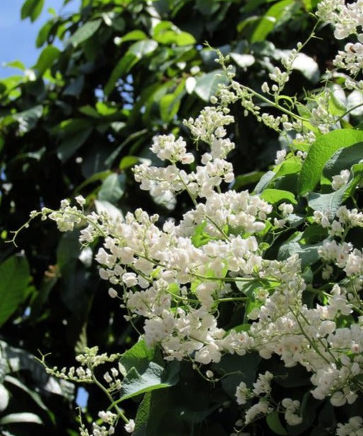 Cherry Blossom (Prunus serrulata) Rare Live Plant