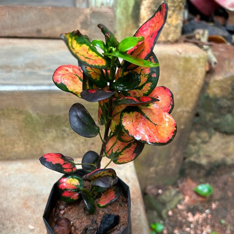 Croton Apple (Codiaeum variegatum) Indoor / Outdoor Live Plant