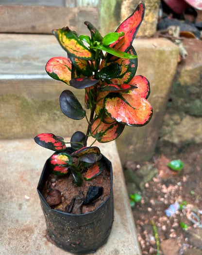 Croton Apple (Codiaeum variegatum) Indoor / Outdoor Live Plant