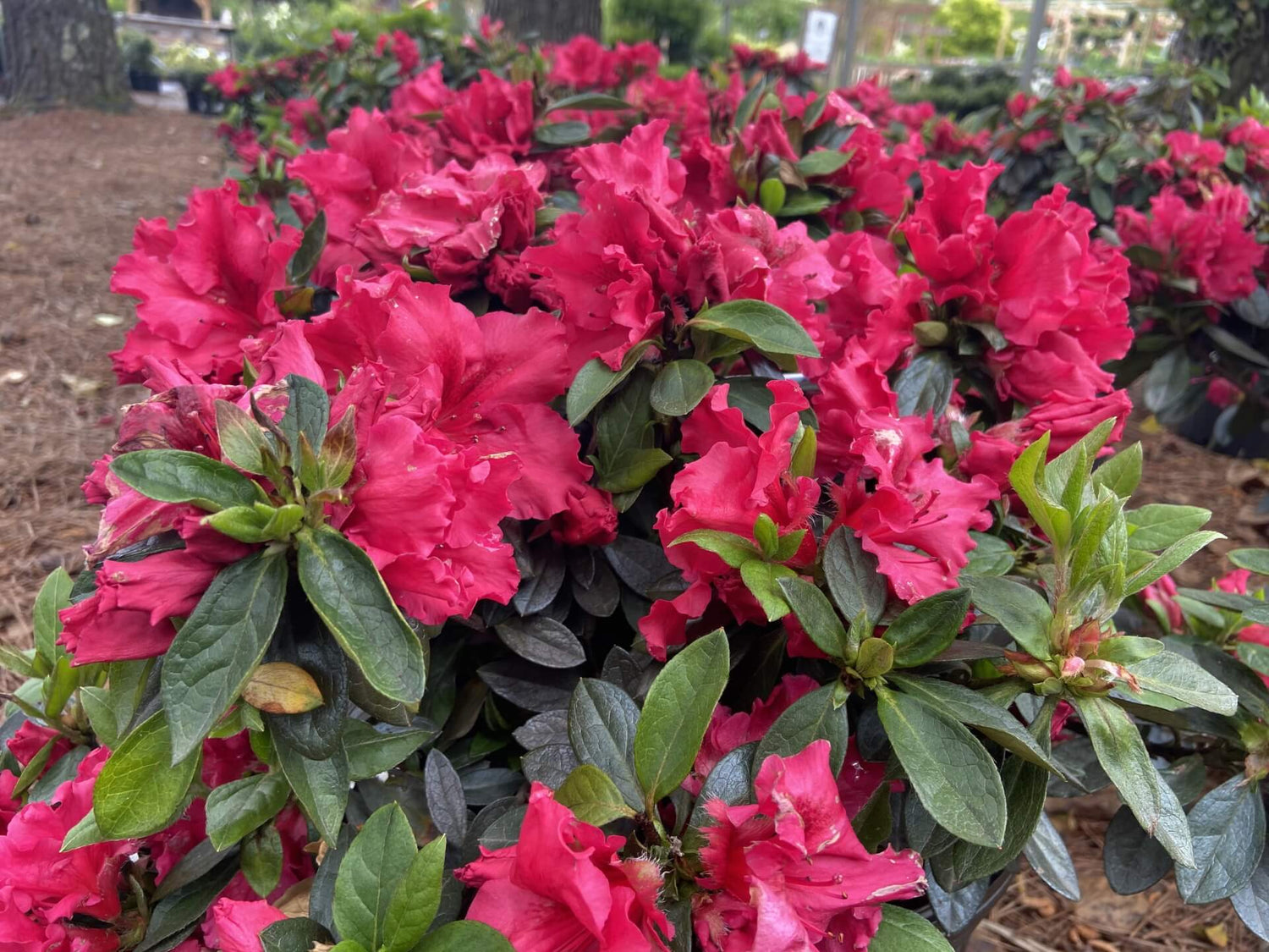 Red Azalea Ruffle (Rhododendron simsii) Rare Flowering Live Plant