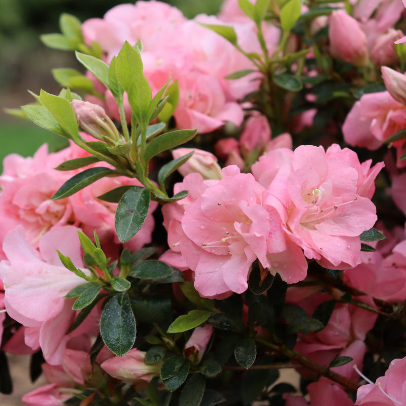 Azalea Pink (Rhododendron) Multi Petal Rare Flowering Live Plant