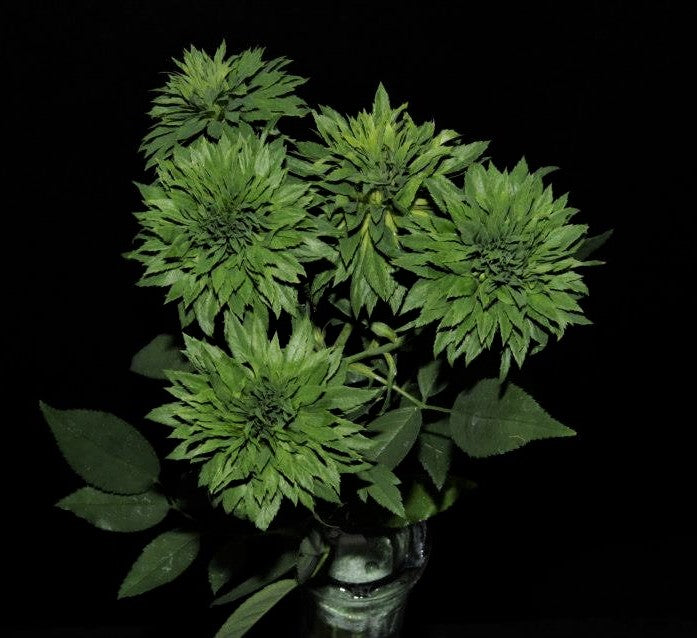 Green Rose Flowering Grafted Live Plant