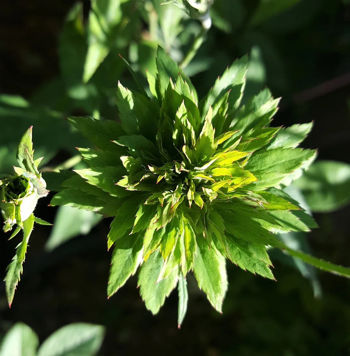 Green Rose Flowering Grafted Live Plant