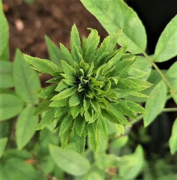 Green Rose Flowering Grafted Live Plant