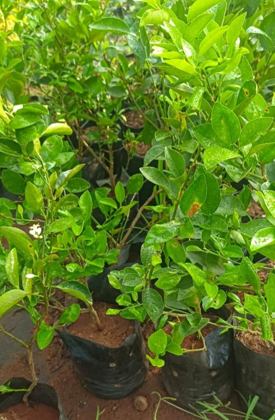 Lemon Vine Live Fruit Plant (Pereskia Aculeata)