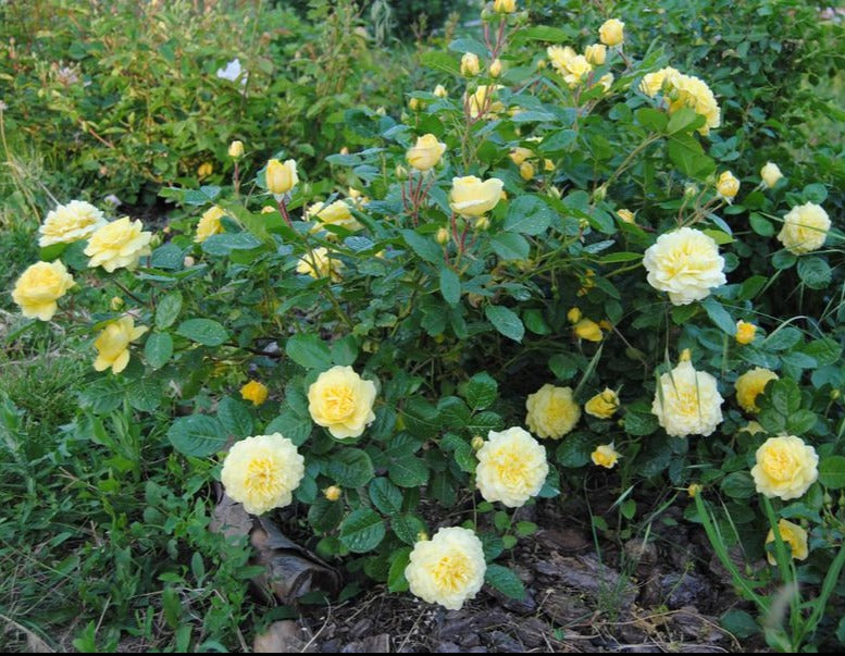 Anny Duperey Yellow Rose Flowering Grafted Live Plant with Flower