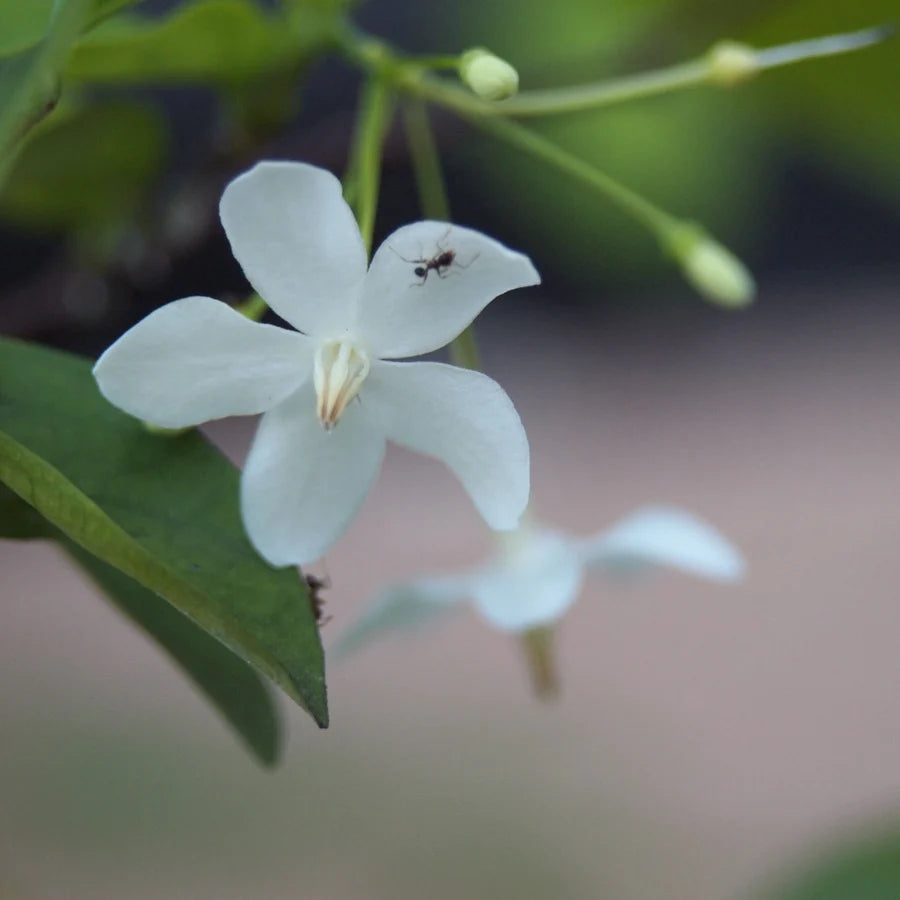 Water Jasmine Single Petal Highly Fragrant Flowering Rare Live Plant - Variegated Leaves