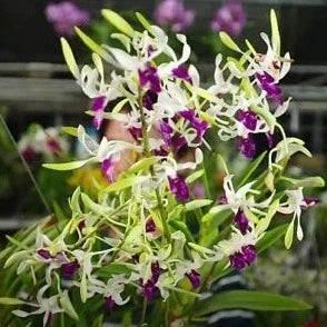 Dendrobium New Lowana