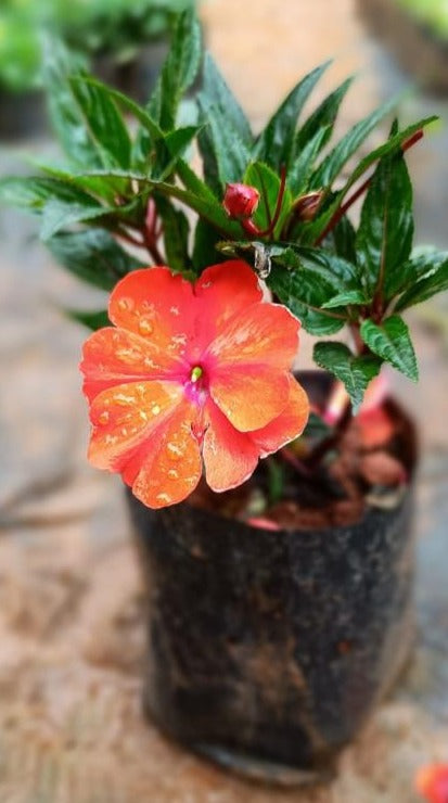 New Guinea Orange (Impatiens hawkeri) Rare All Time Flowering Live Plant