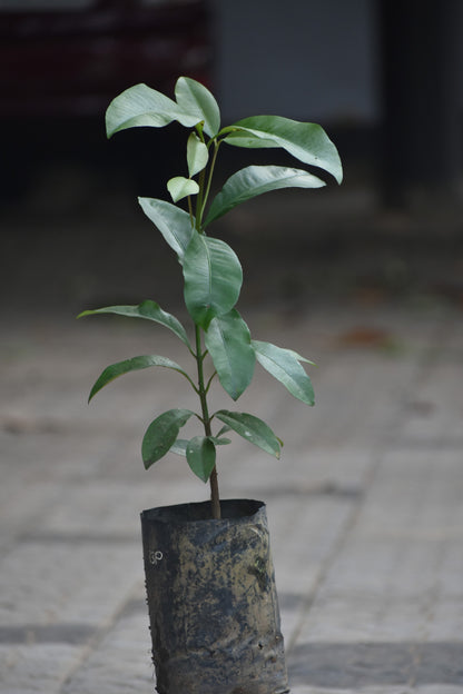 Bacupari Fruit Live Plant (Garcinia Brasiliensis)