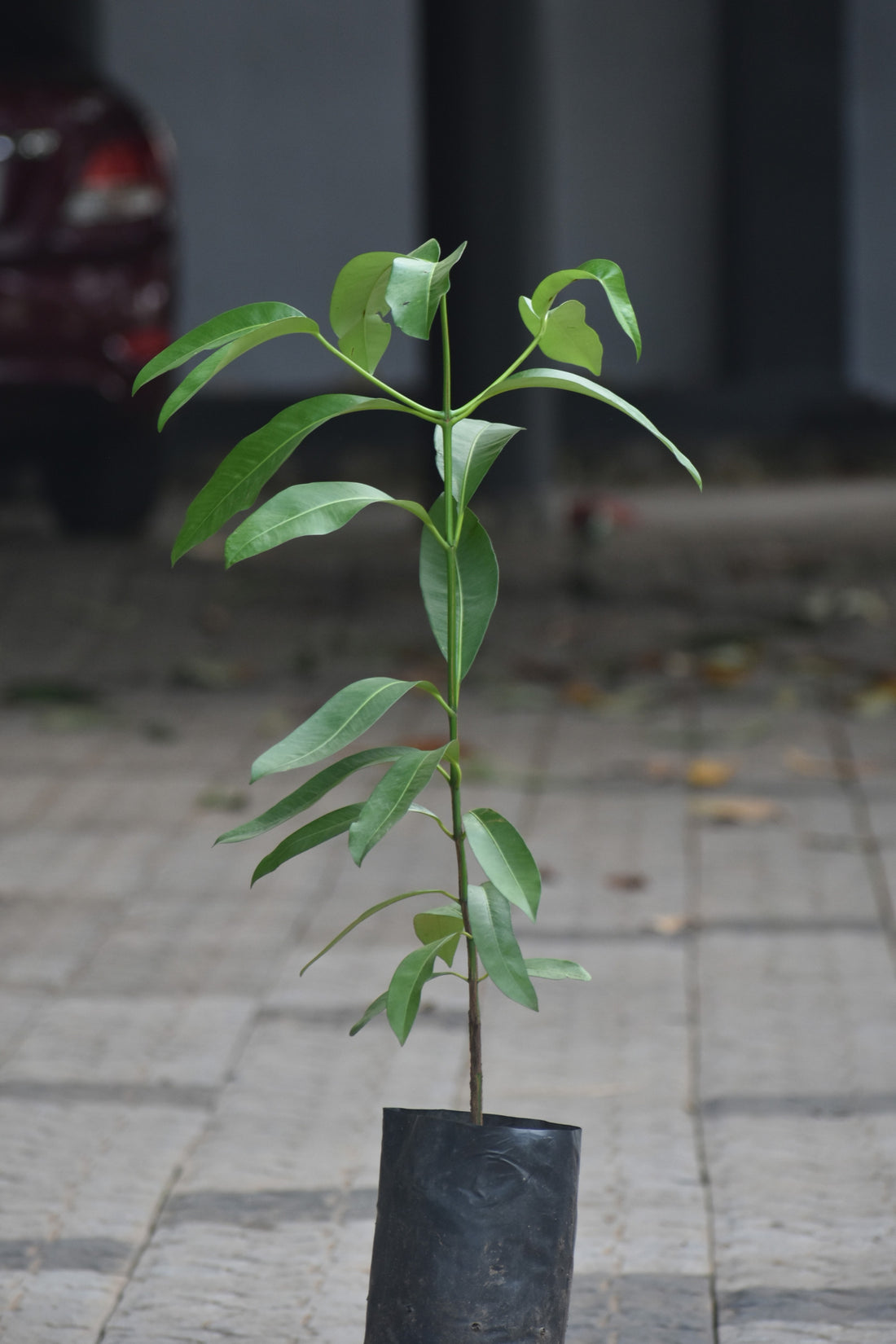 Bacuripari Live Plant (Garcinia Macrophylla)