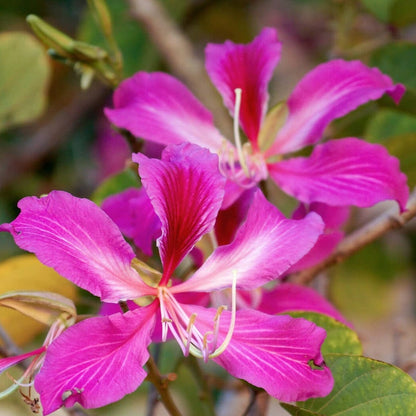 Pink Orchid Tree (Bauhinia monandra) All Time Flowering Live Plant