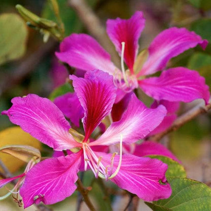 Pink Orchid Tree (Bauhinia monandra) All Time Flowering Live Plant