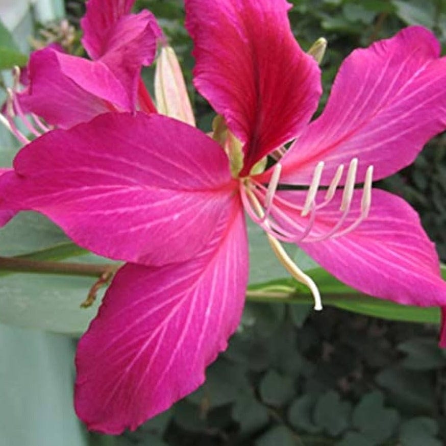 Pink Orchid Tree (Bauhinia monandra) All Time Flowering Live Plant