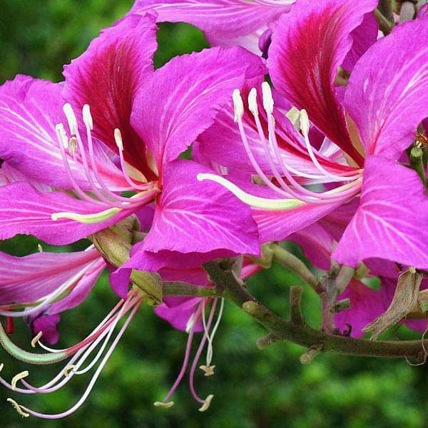 Pink Orchid Tree (Bauhinia monandra) All Time Flowering Live Plant