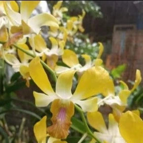 Dendrobium Banana Smell (Blooming)