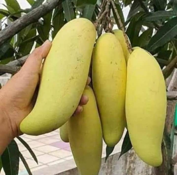Dwarf Banana Mango Grafted Live Plant