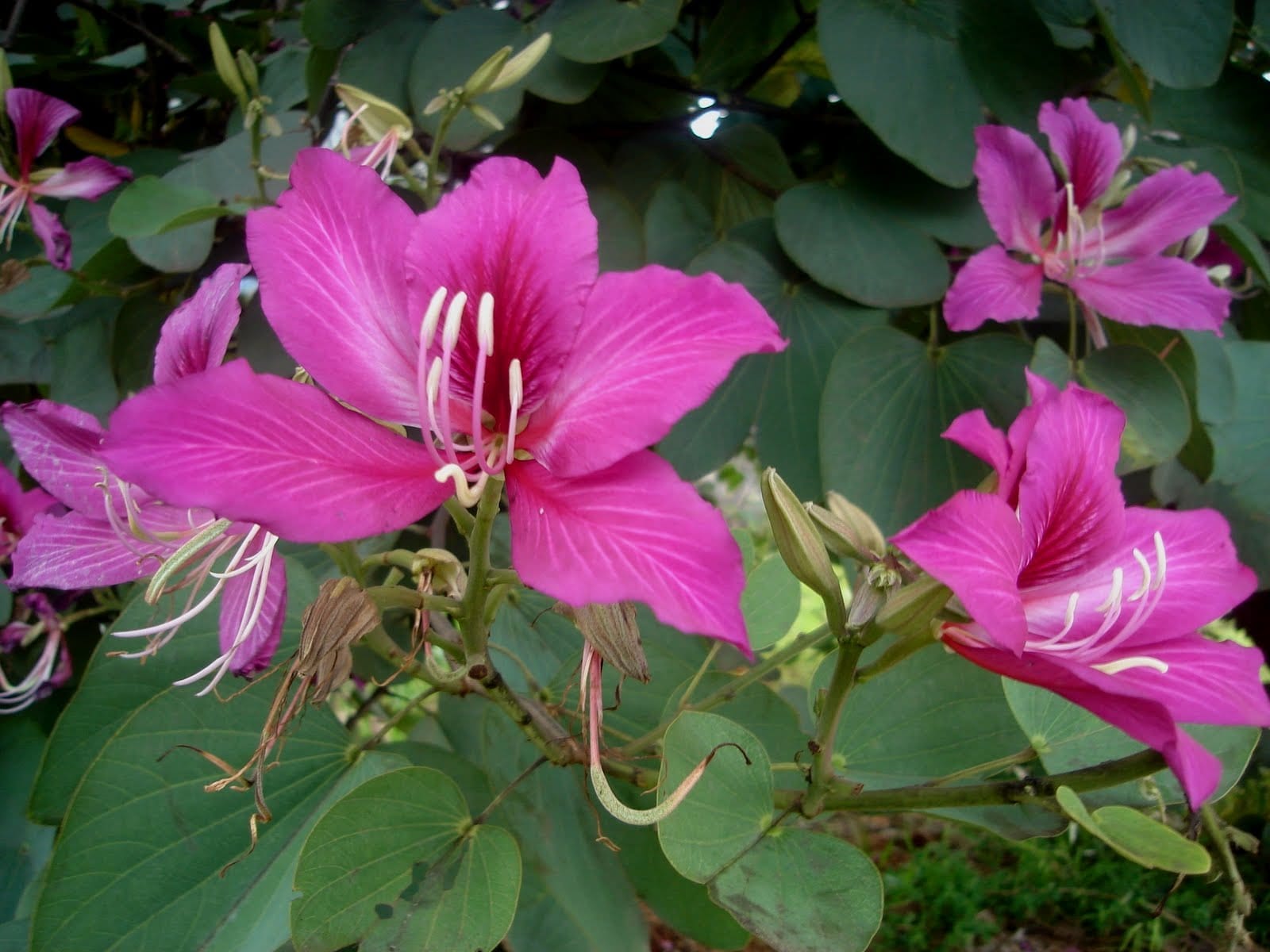 Pink Orchid Tree (Bauhinia monandra) All Time Flowering Live Plant