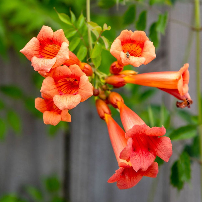 Orange Trumpet Vine / Tecoma (Campsis Radicans) Flowering Live Plant