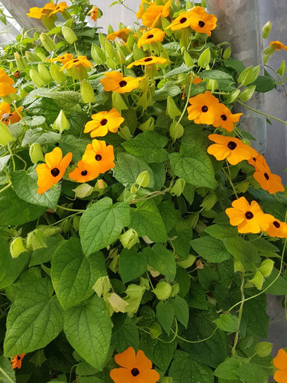 Black Eyed Susan Yellow (Thunbergia alata) All Time Flowering Live Plant