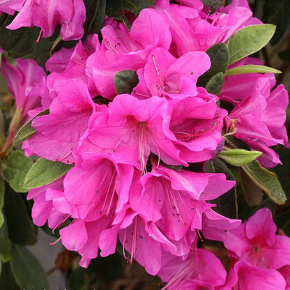 Dark Pink Azalea Ruffle (Rhododendron) Rare Flowering Live Plant