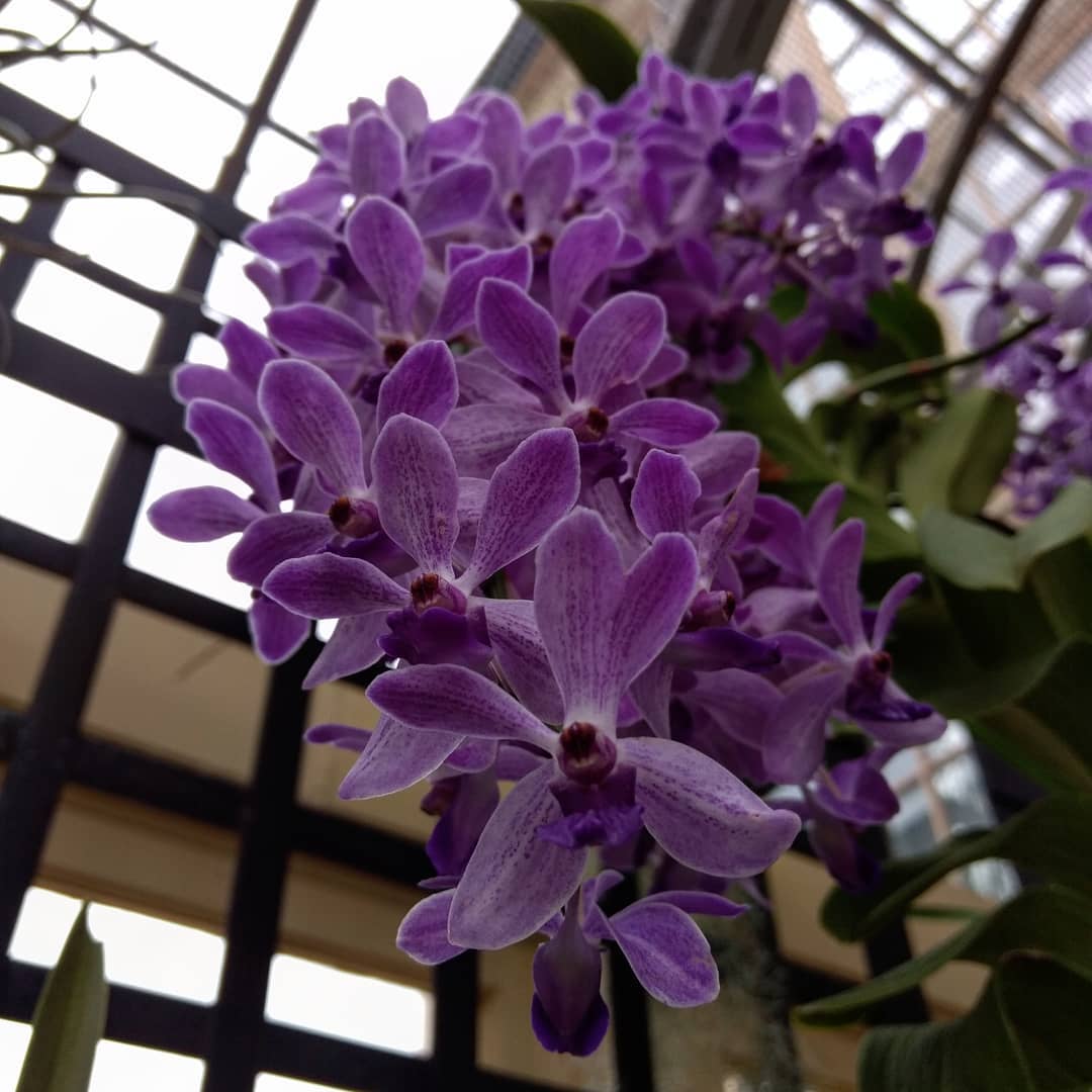 Rhynchostylis Gigantea Blue (Seedling)