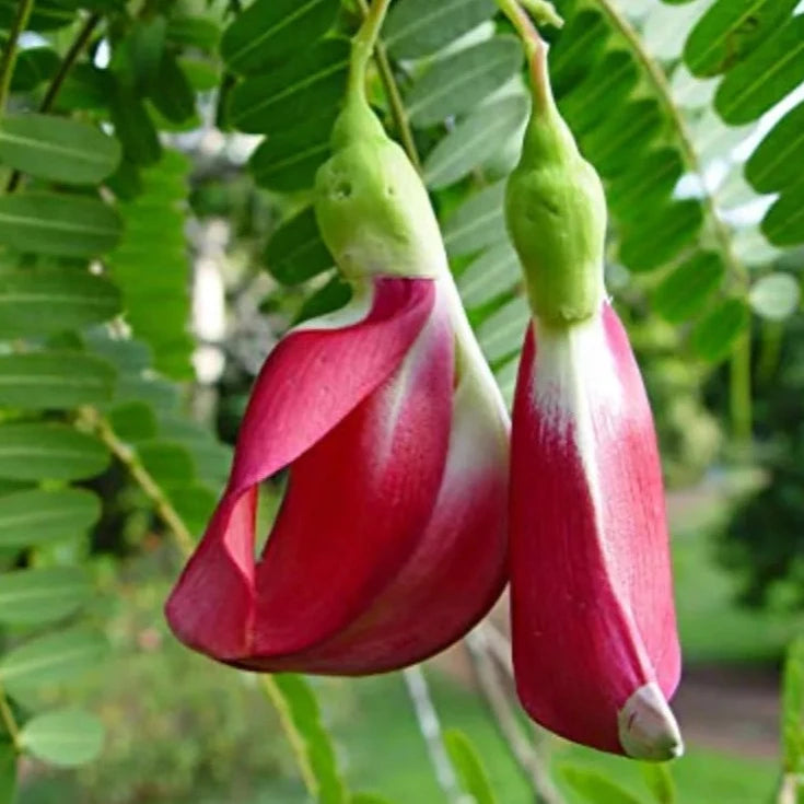 Organic Red August (Agathi) Tree Leaves Seeds - Open Pollinated