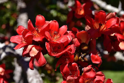 Red Silk-Cotton Tree (Bombax ceiba) Rare Live Plant