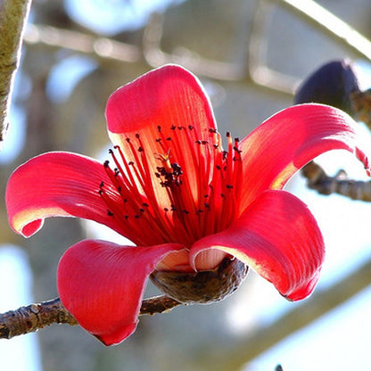 Red Silk-Cotton Tree (Bombax ceiba) Rare Live Plant