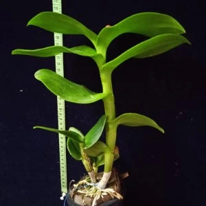 Dendrobium Botim (Blooming)
