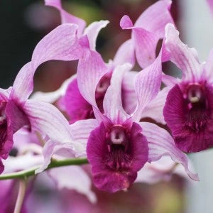 Dendrobium Botim (Blooming)