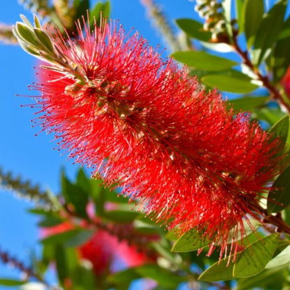 Bottle Brush Red (Callistemon) All Time Flowering Live Plant