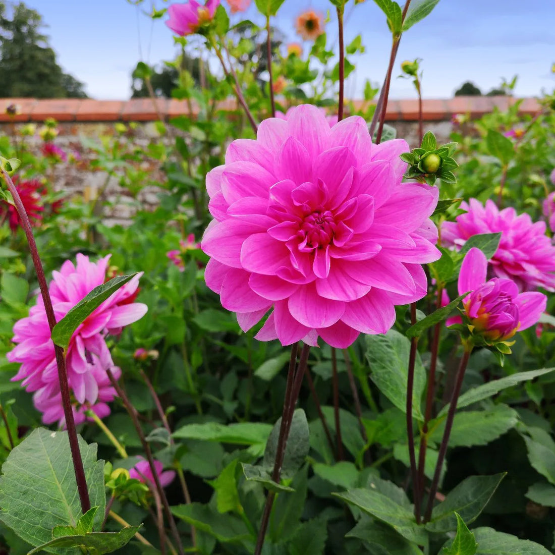 Pink Dahlia Flowering Live Plant