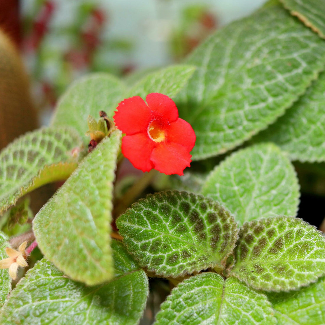 Episcia Cupreata Red (Hanging) All Time Flowering Live Plant