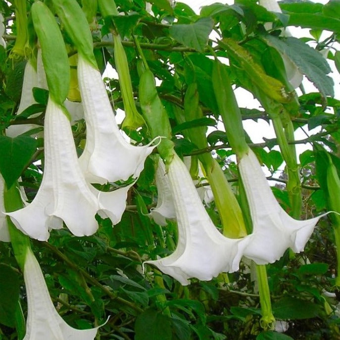 Angel Trumpet White All Time Flowering Live Plant