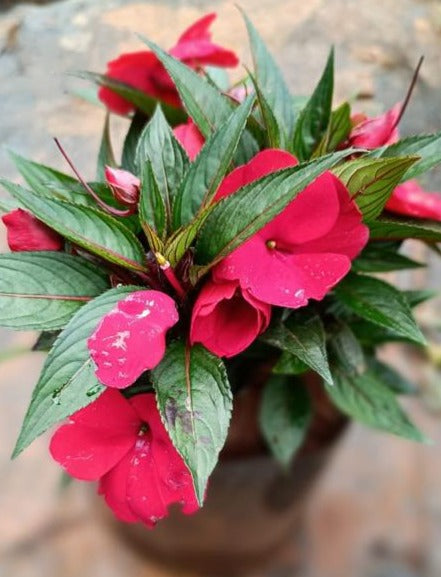 Chinese Balsam Red (Impatiens balsamina) Rare All Time Flowering Live Plant