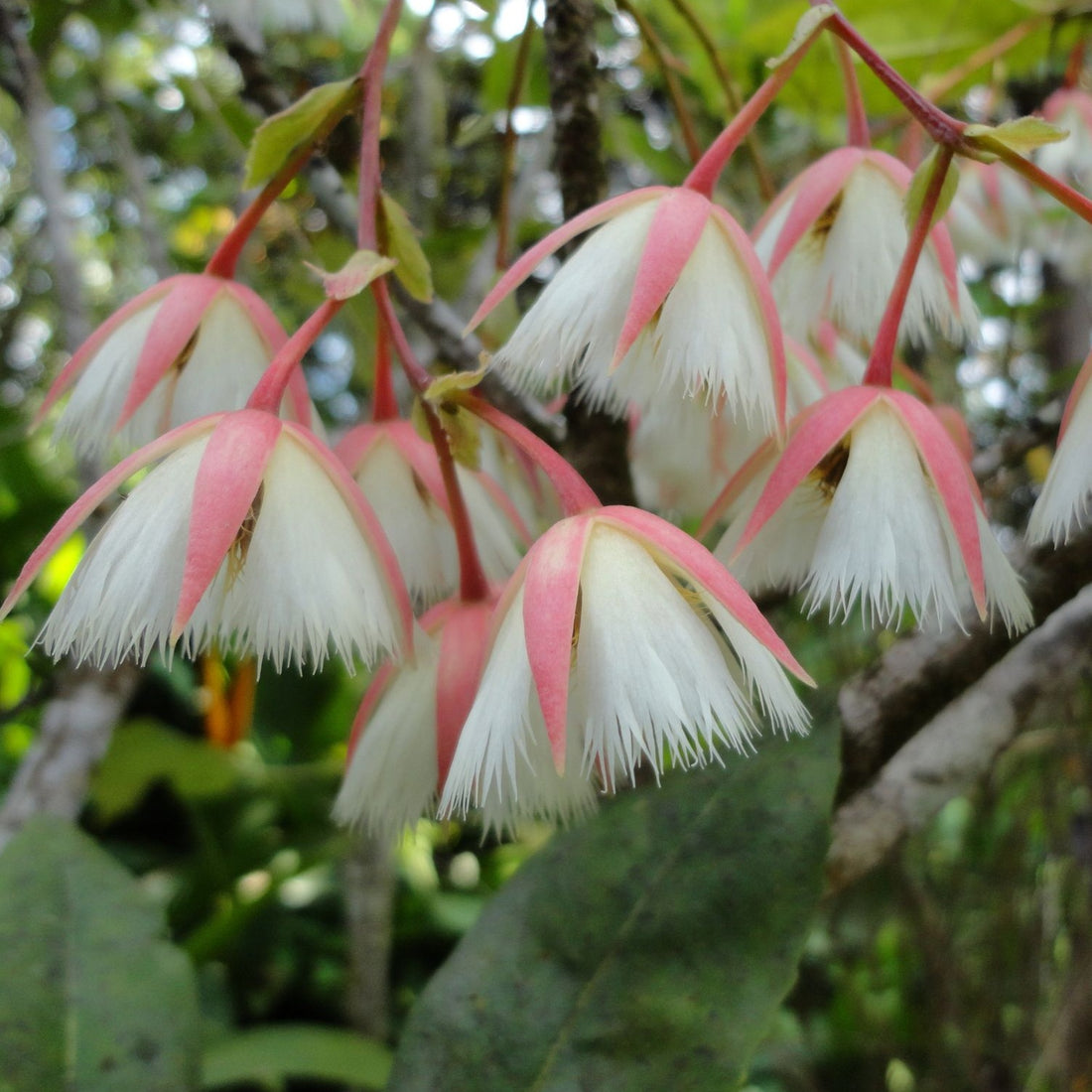 Elaeocarpus Hainanensis Flowering Live Plant