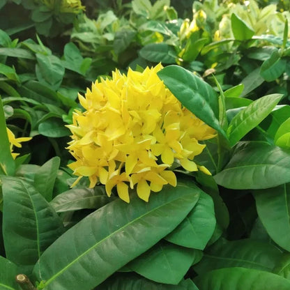 Ixora Yellow All Time Flowering Live Plant