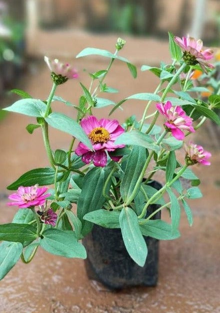 Zinnia Pink Flowering Live Plant
