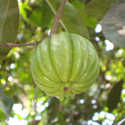 Malabar Tamarind / Kudampuli (Garcinia cambogia) Grafted Live Plant