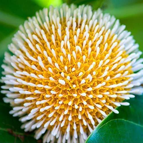 Yellow Kadamb (Neolamarckia cadamba) Flowering Live Plant