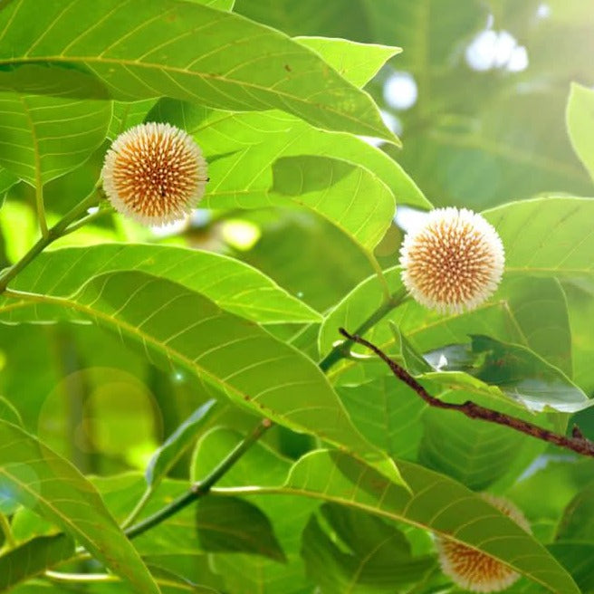 Yellow Kadamb (Neolamarckia cadamba) Flowering Live Plant