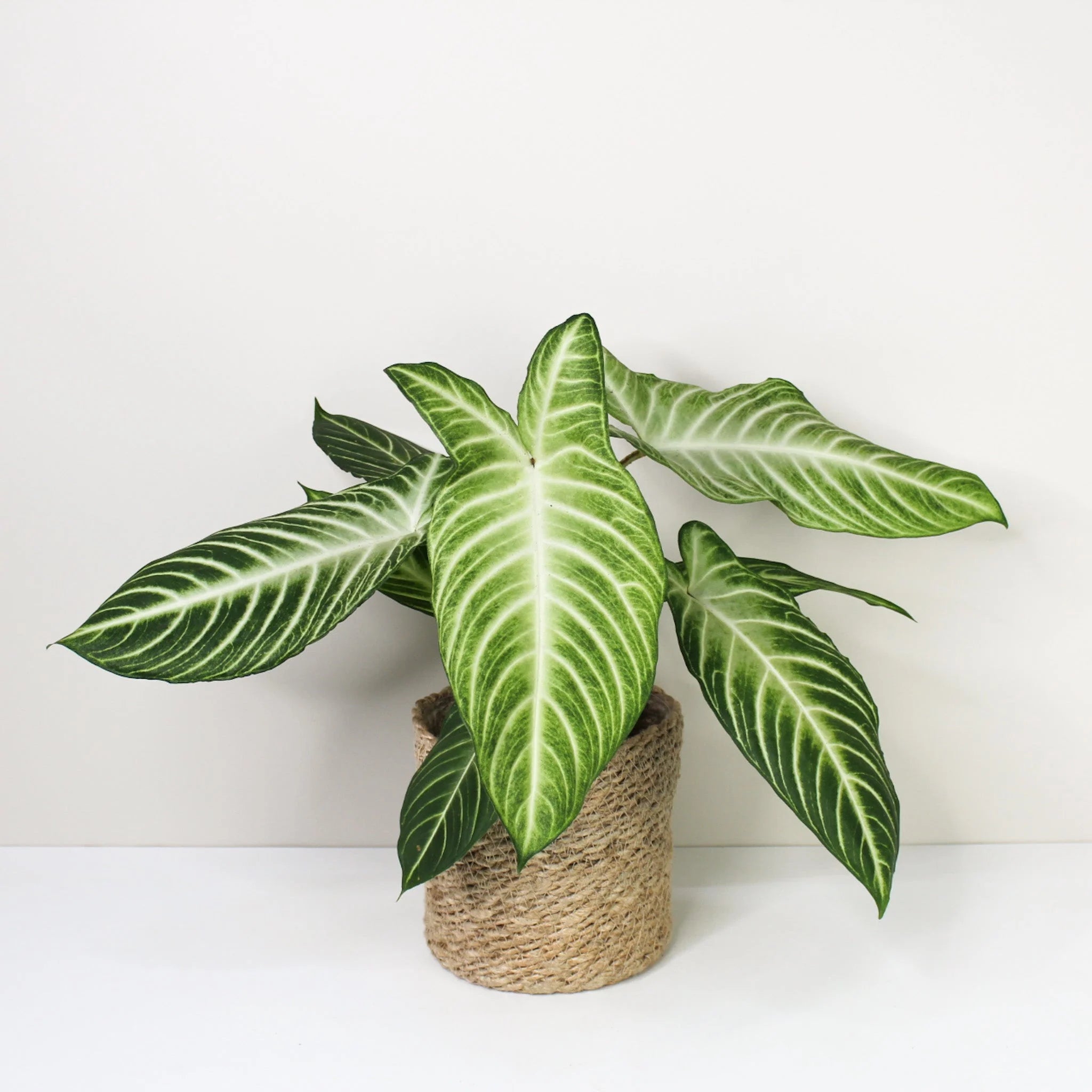 Caladium Lindenii (Angel Wings) Indoor Live Plant