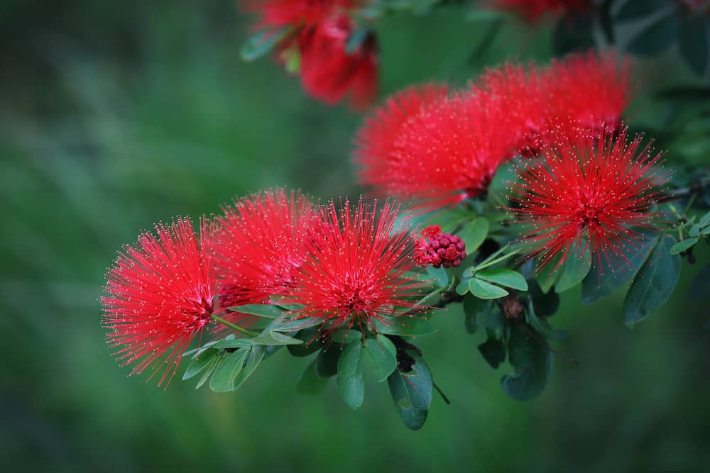 Calliandra Red (Calliandra haematocephala) All Time Flowering Live Plant